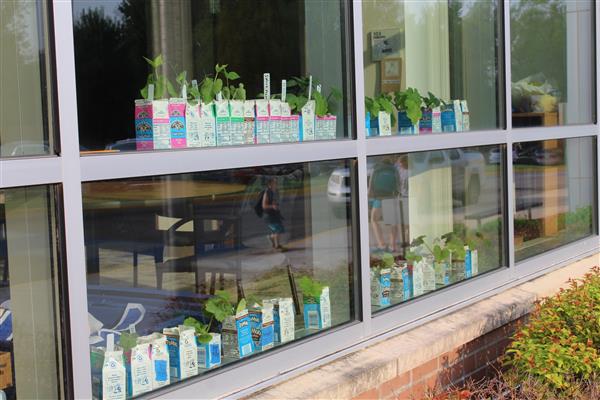 School Garden photo