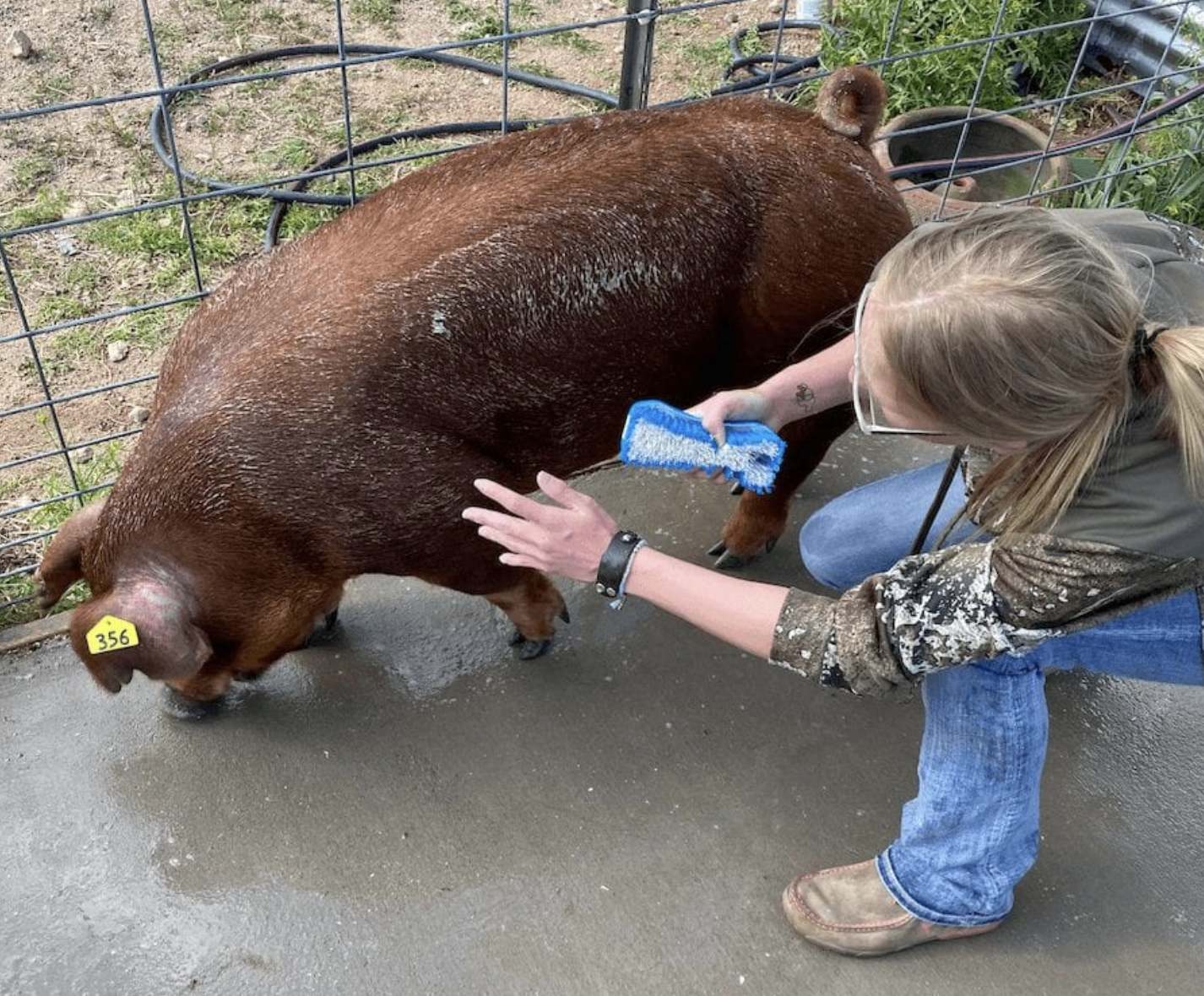 Agriculture students taking care of a pig