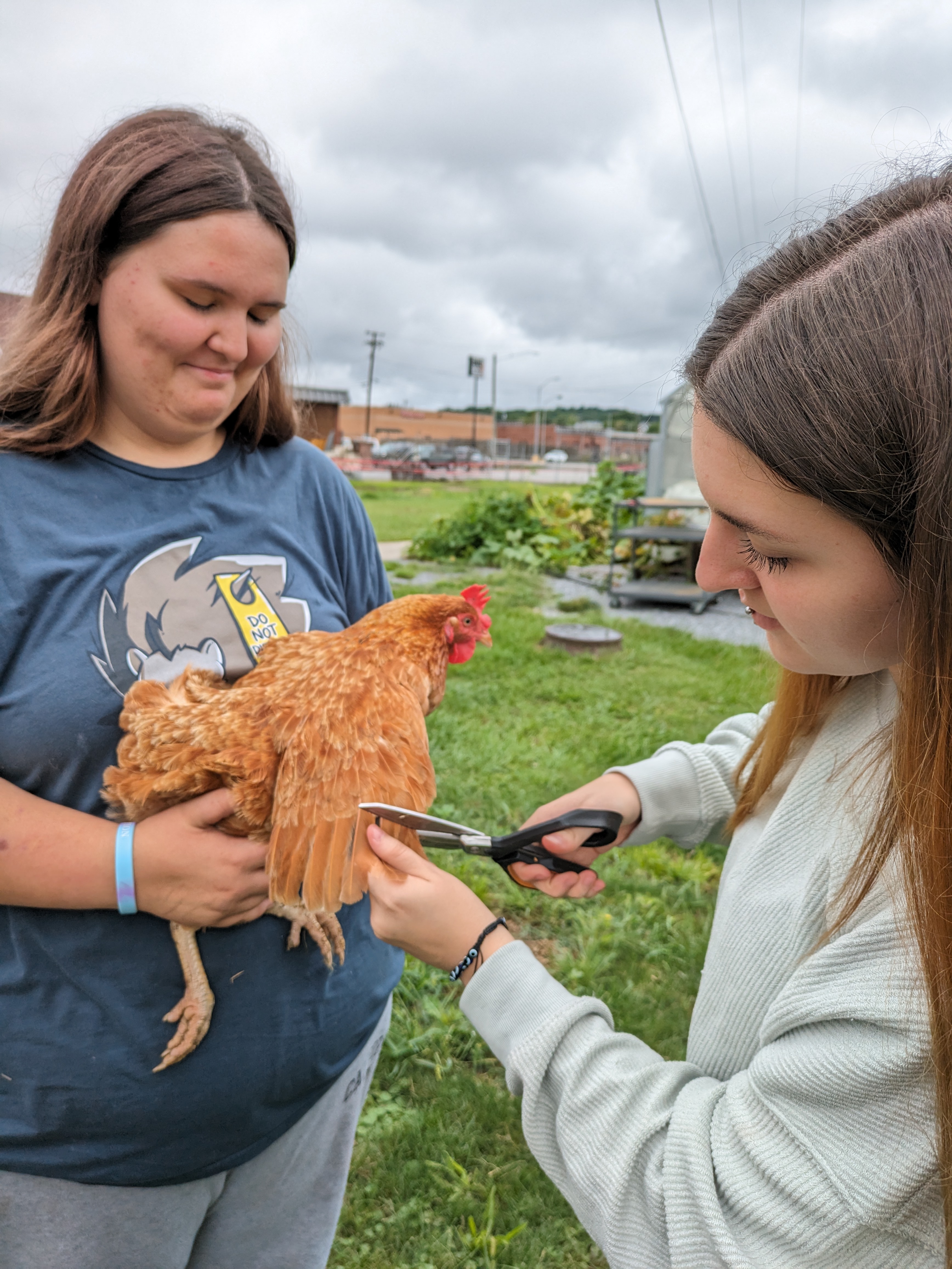 Caring for Chicken