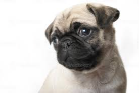 puggy 4