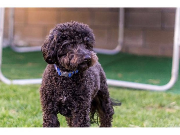 Coco, a fluffy, dark-furred dog