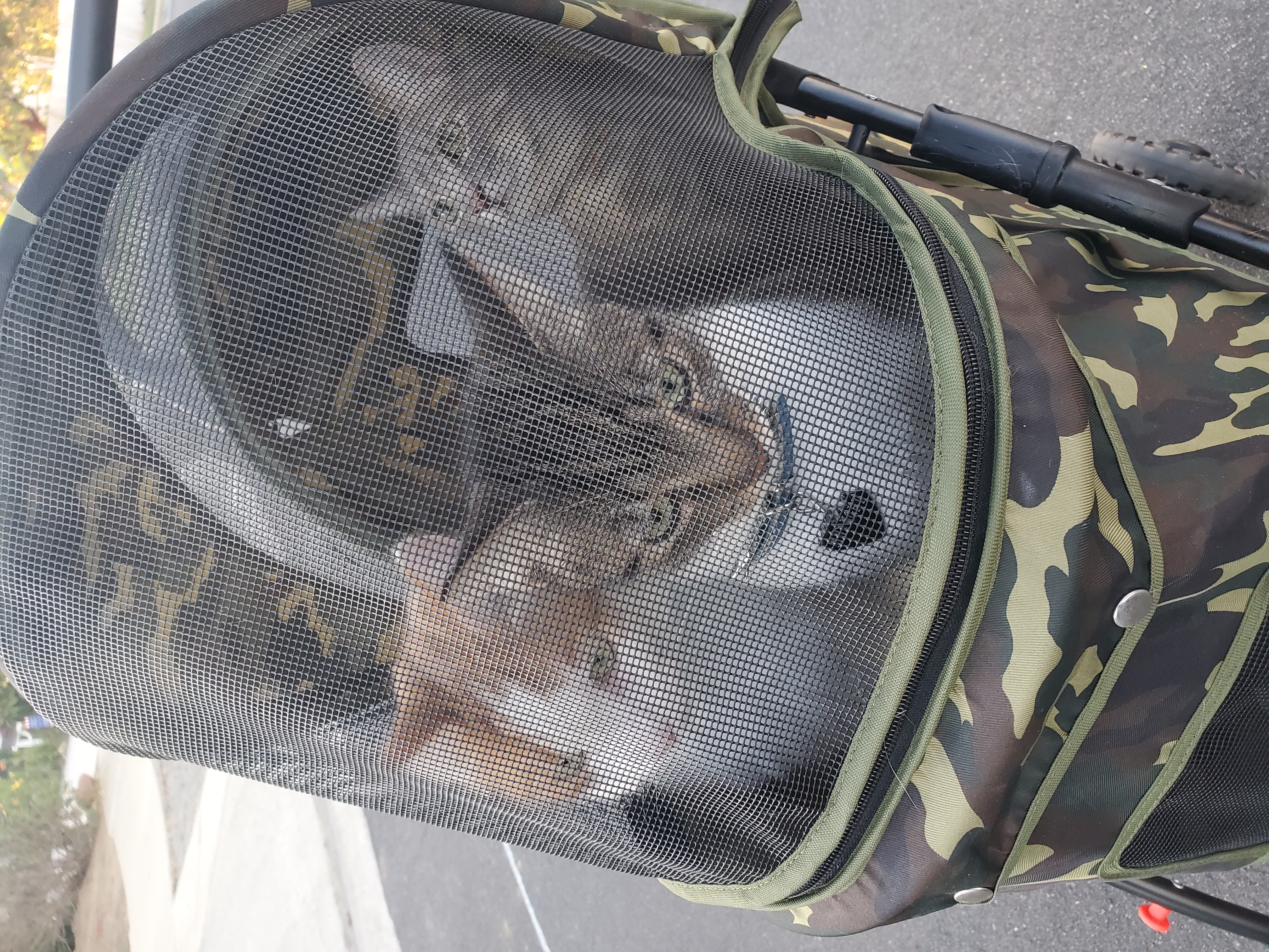 My Cats (Left to Right) Savage, Midnight, & Comet in their stroller for a walk :)