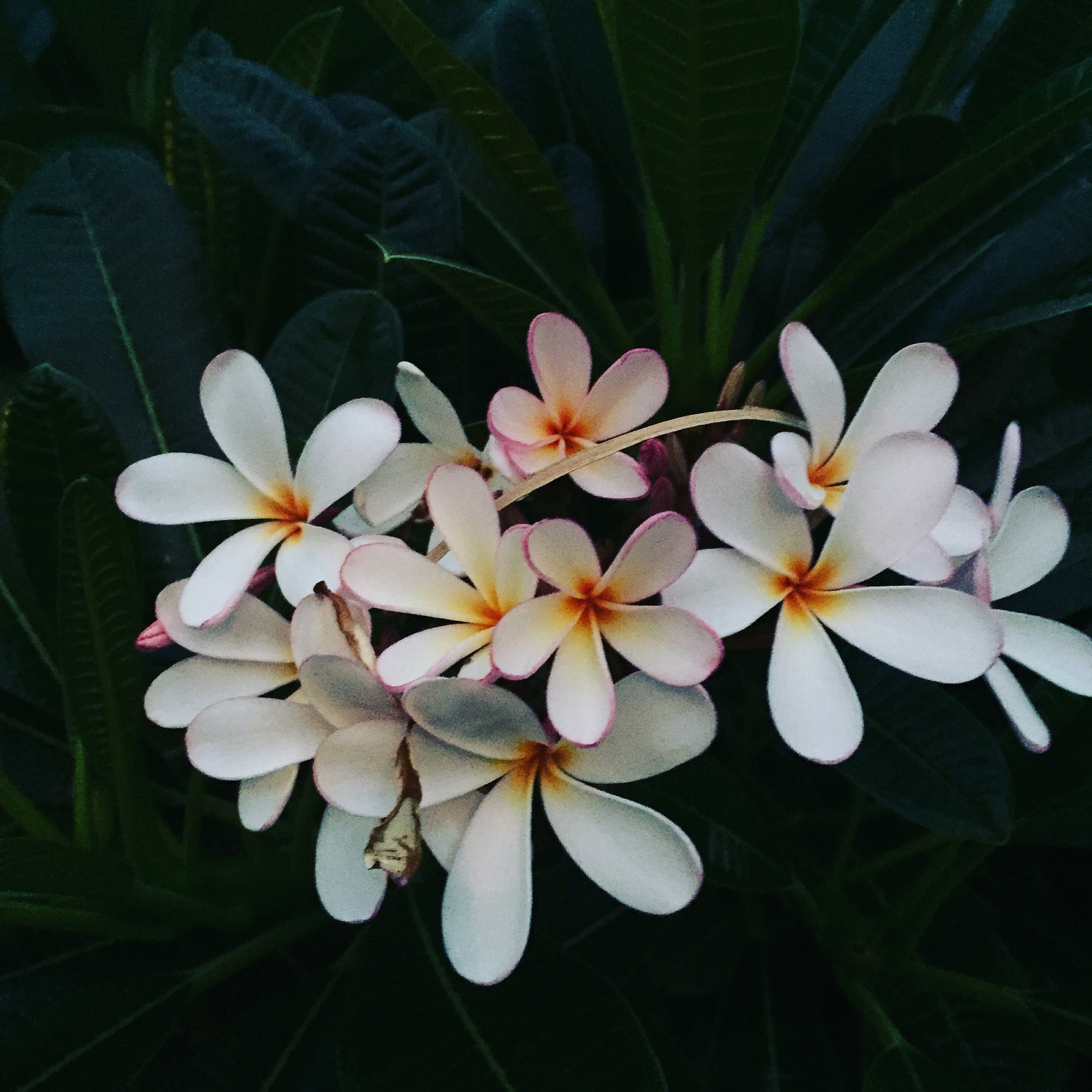 Plumeria from Hawaii 2019