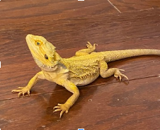 Image of the class pet, the bearded dragon named Mrs. Coco Mango.