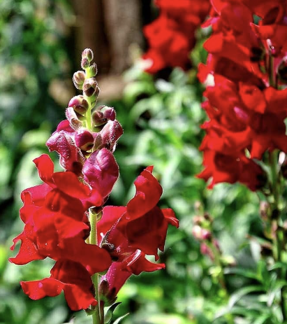 photo of a red snap dragon flower