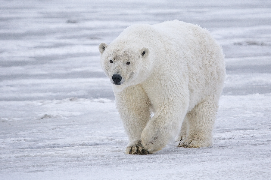 A polar bear walking on ice.