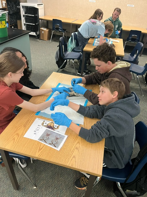 students dissecting frogs