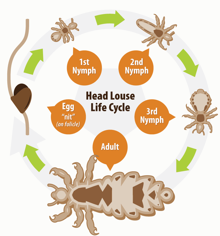 life-cycle