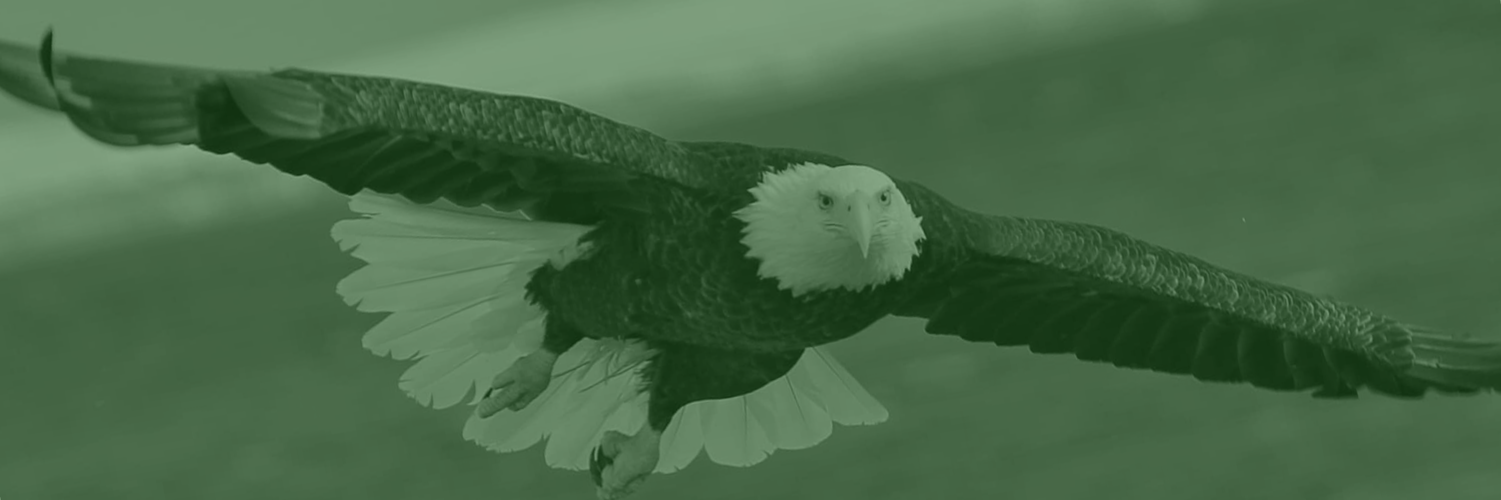 Eagle Flying Graphic