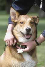 Dog License