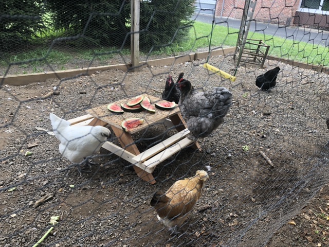 Chicken Coop