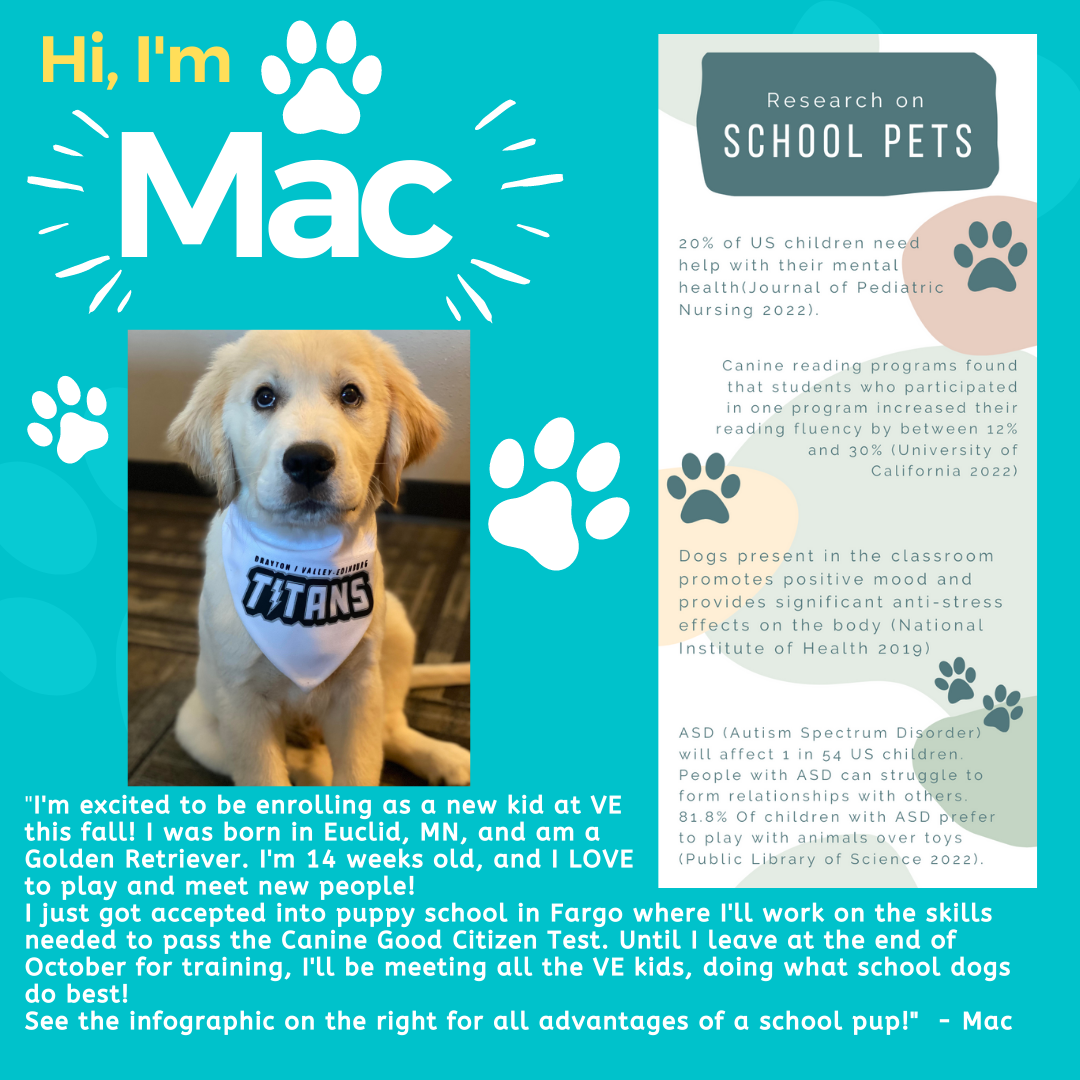 Mac - School Dog