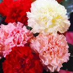 Carnations and/or Roses