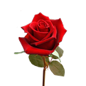 Carnations and/or Roses