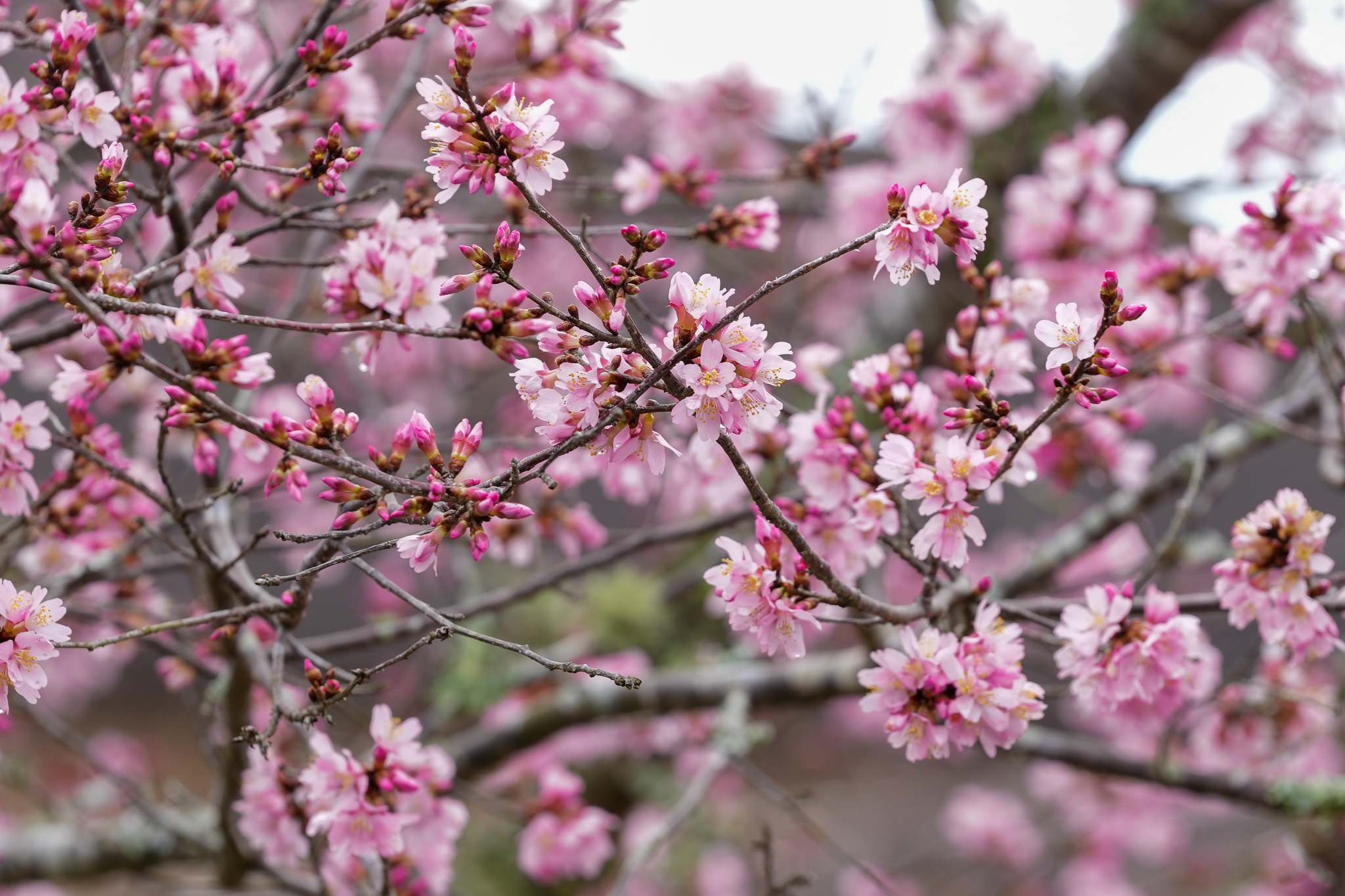 Cherry Tree Blooming during dedication ceremony