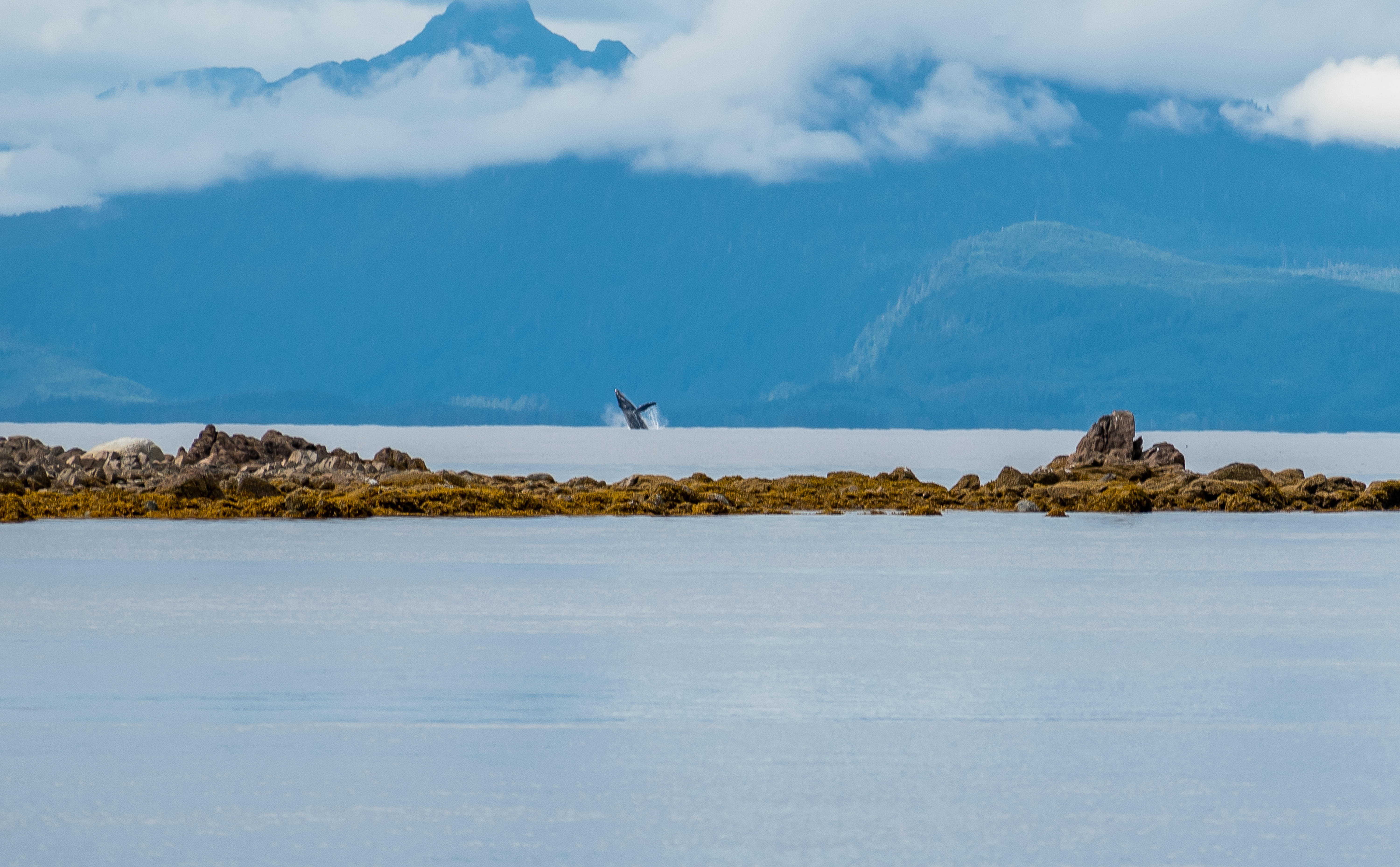 a humpback whale breaching off Annette Island