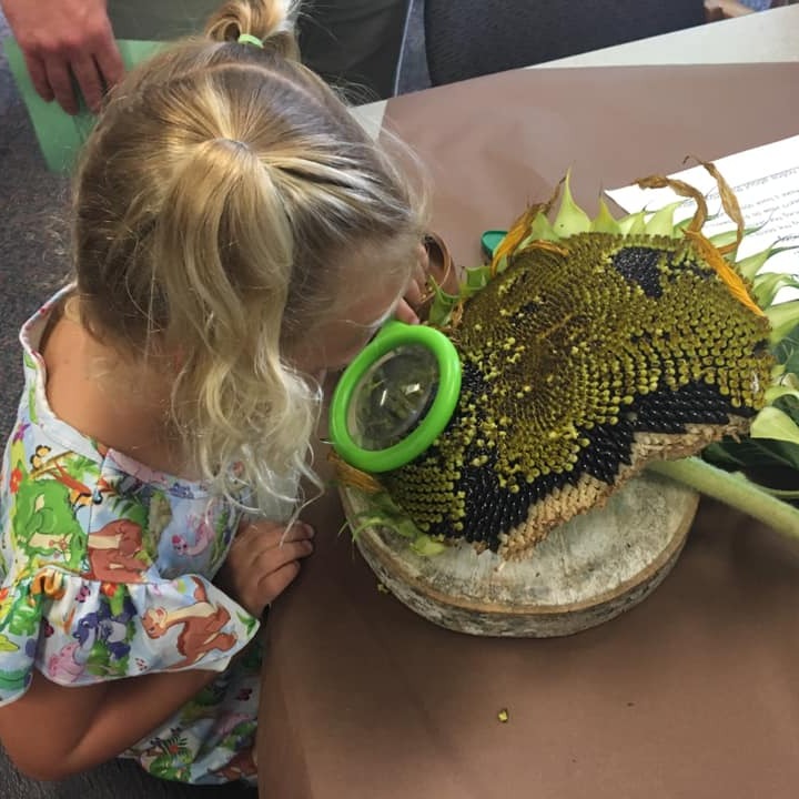 child looking at sunflower