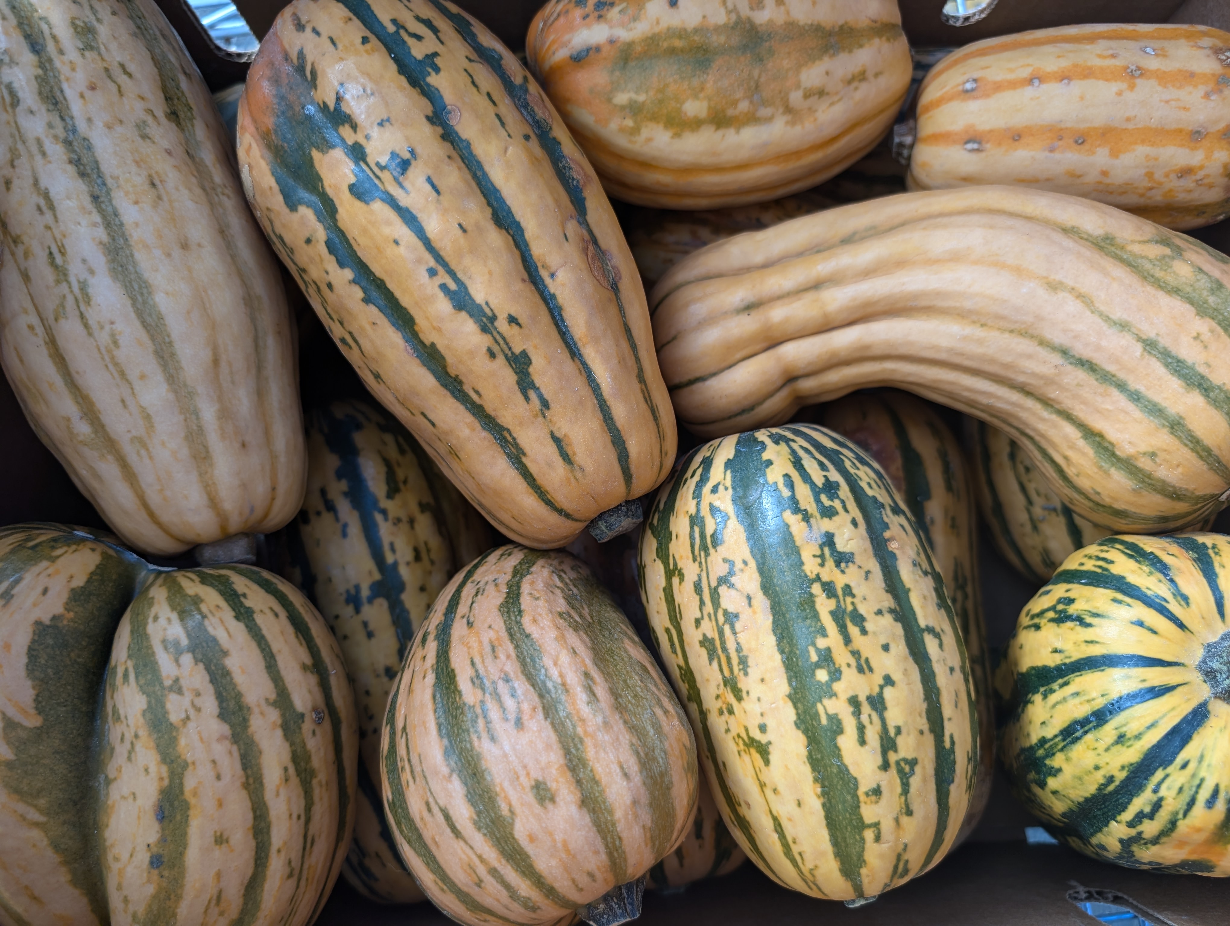 Candy Stripe Delicata Squash from Stick and Stone Farm