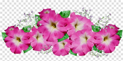 petunia plant