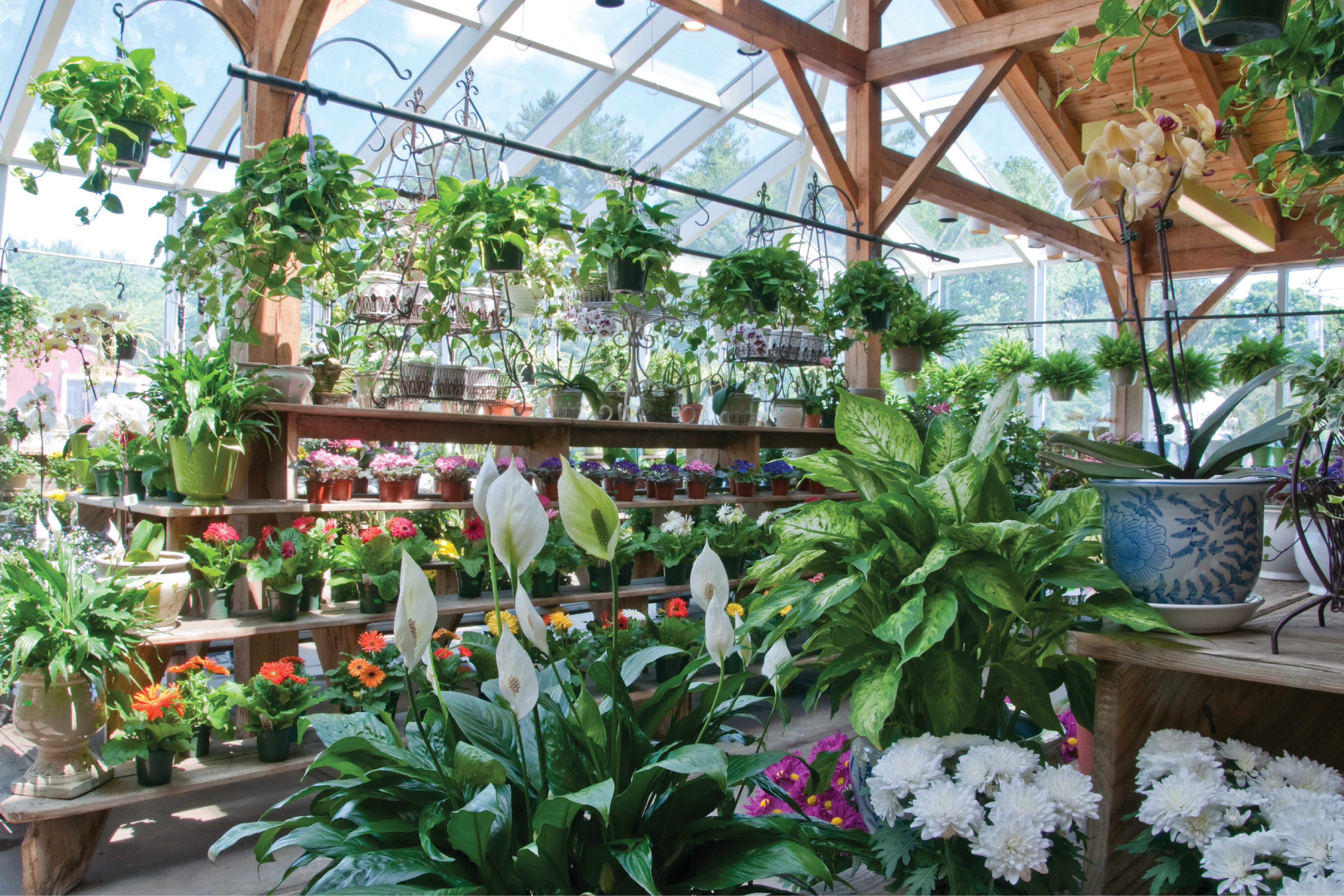 Plants in a Greenhouse