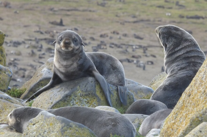 Stellar Sea Lions on rocks