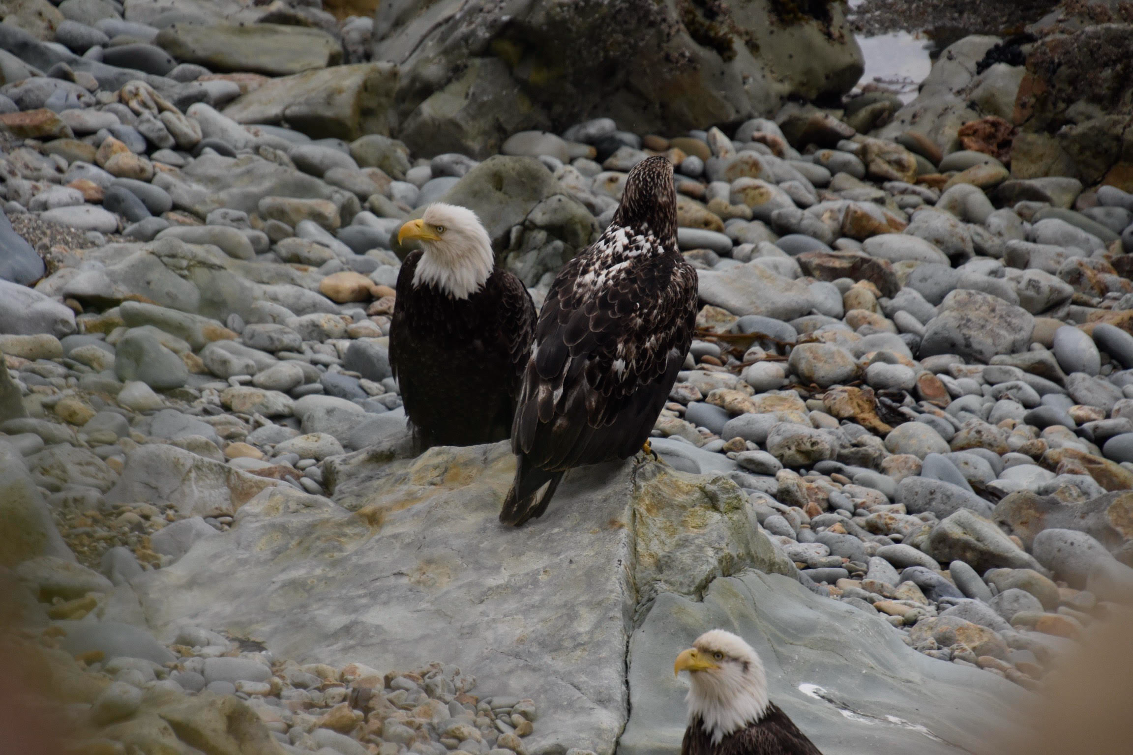 Bald Eagles