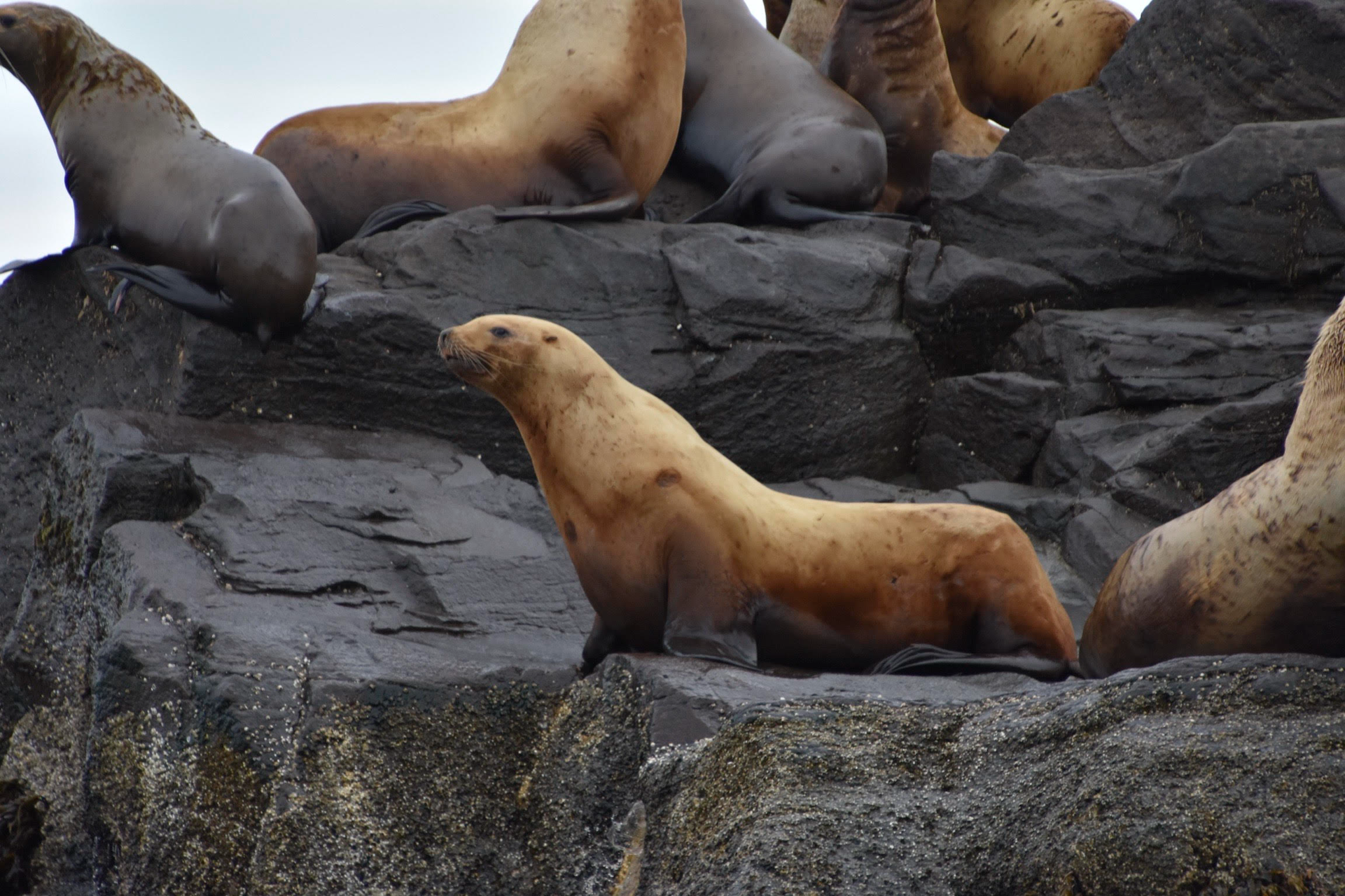 Seals on rocks