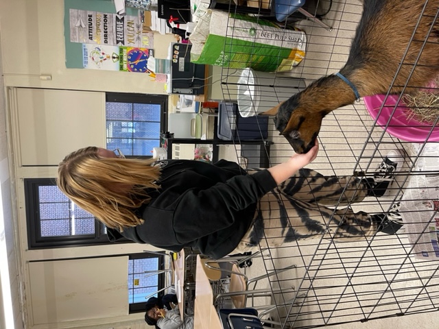 Photo:  Student petting goat in the classroom