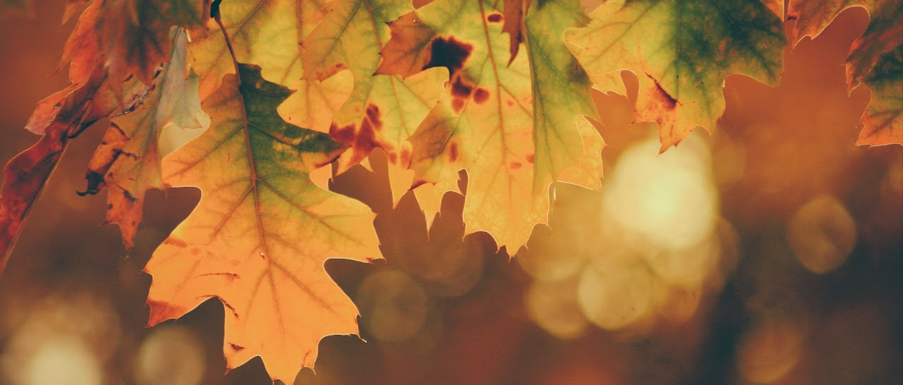 leaves