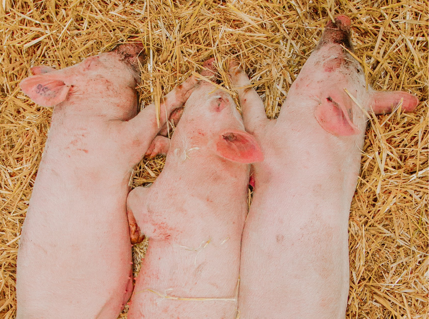 pigs