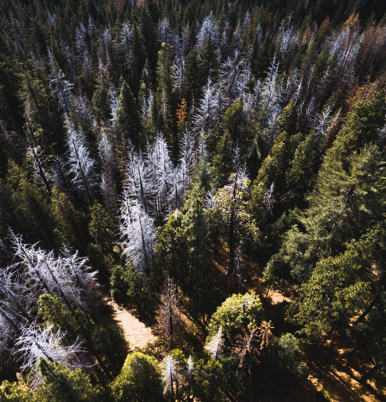 trees