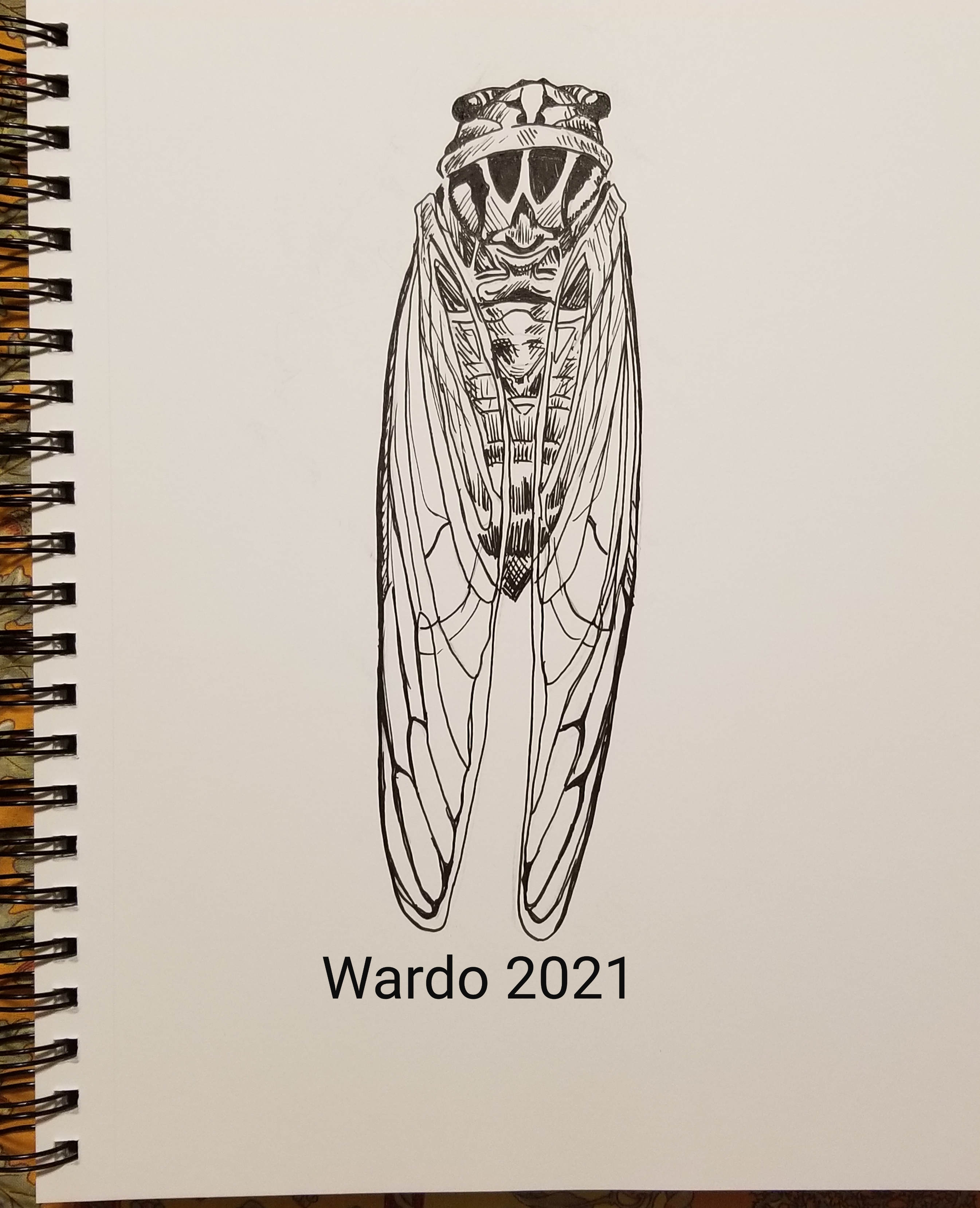 Cicada