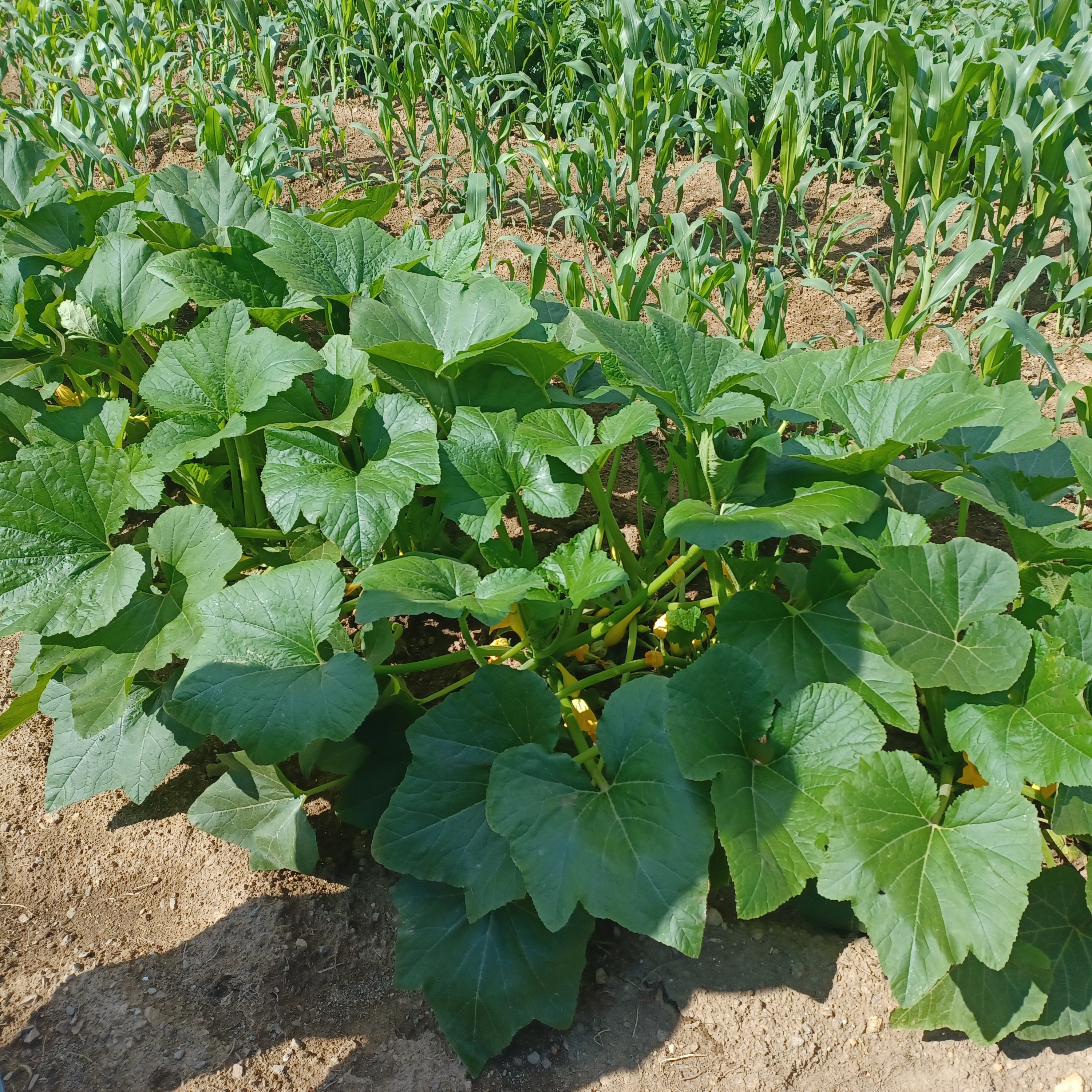 Squash plants growing in soil with green leaves and small yellow flowers. Background shows rows of tall plants.