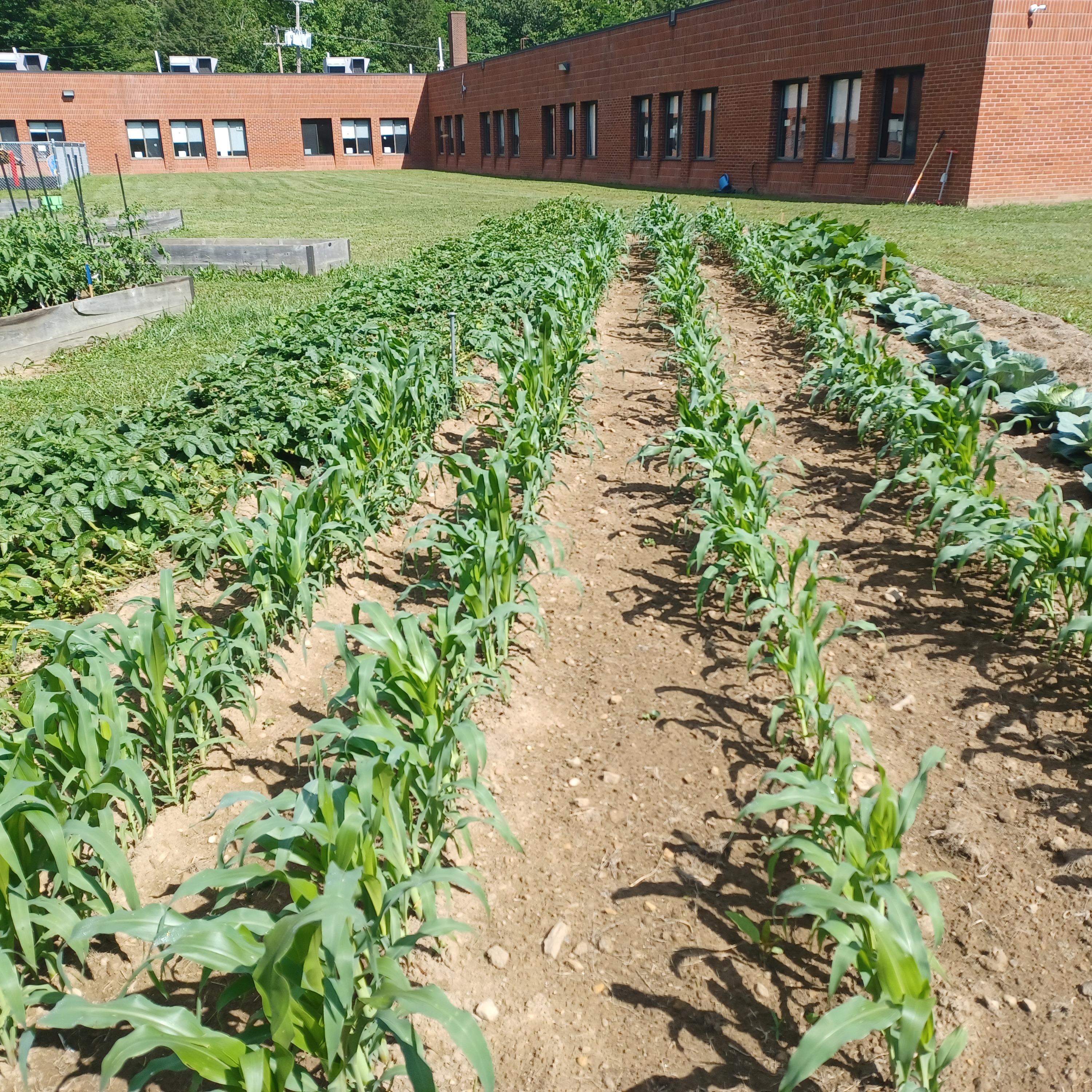 School garden with rows of green plants and a building in the background.