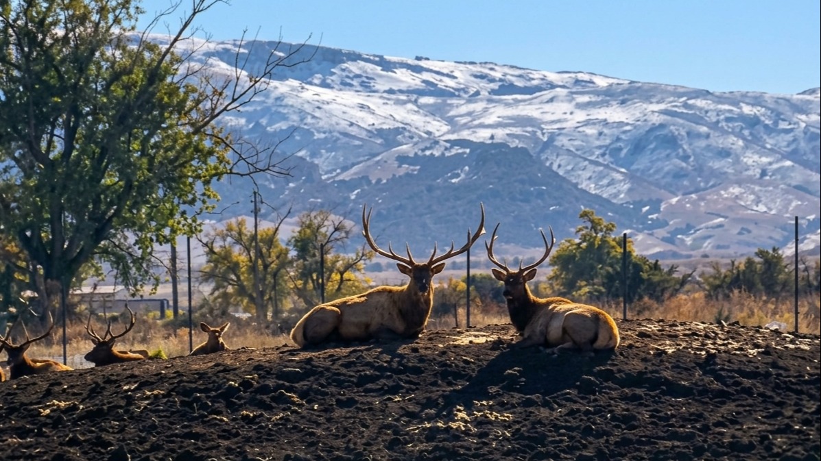 Two elk with large antlers rest on a dirt mound in a field with snow-covered mountains in the background.